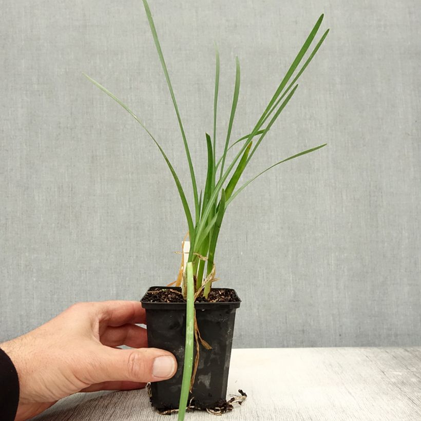 Esemplare di Tulbaghia violacea Pearl Vasetto da 8/9 cm come consegnato in autunno