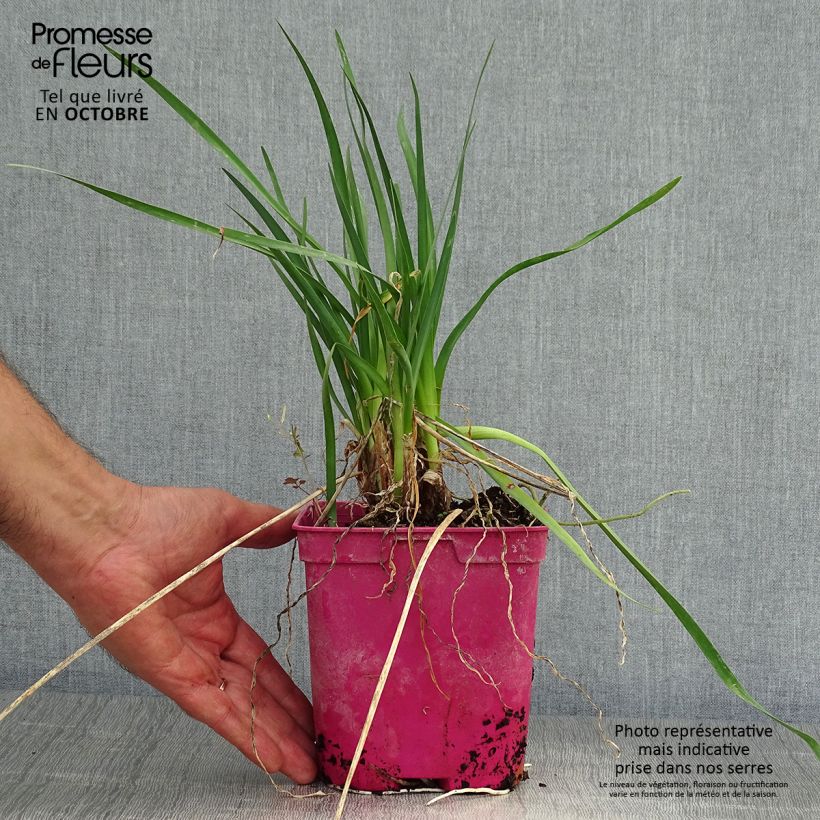 Esemplare di Tulbaghia violacea Pearl Vaso da 2L/3L come consegnato in autunno