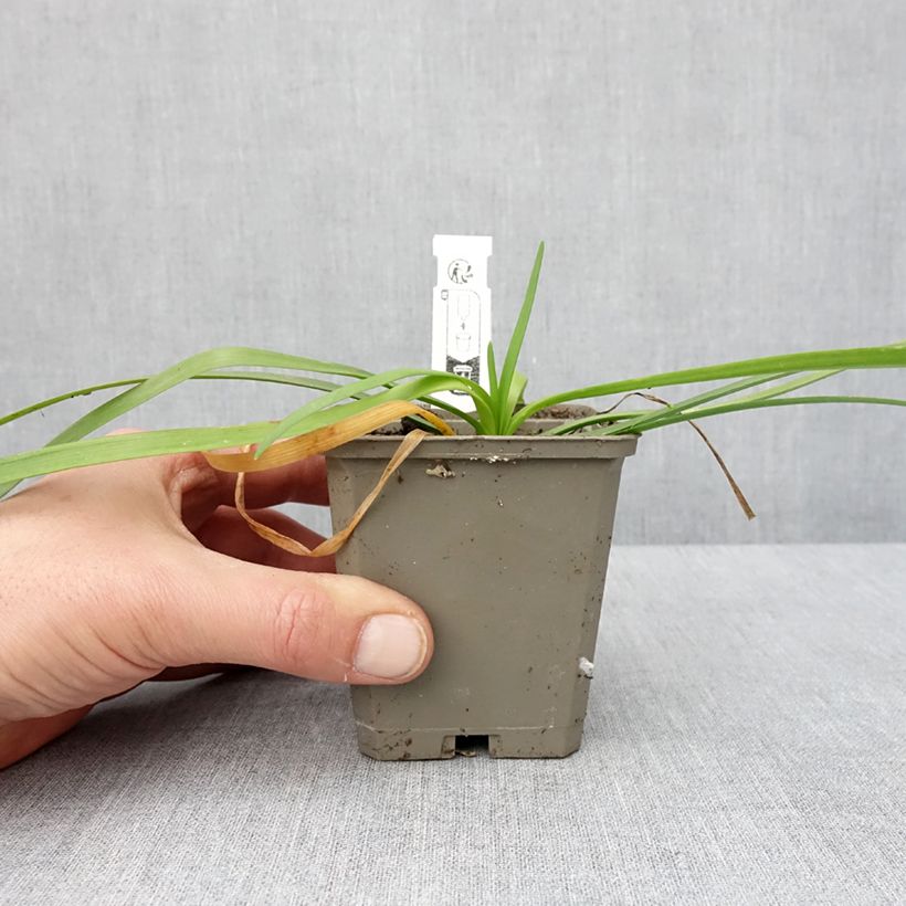 Tulbaghia violacea var. maritima Savannah Lightning Vasetto da 8/9 cm esemplare consegnato in inverno