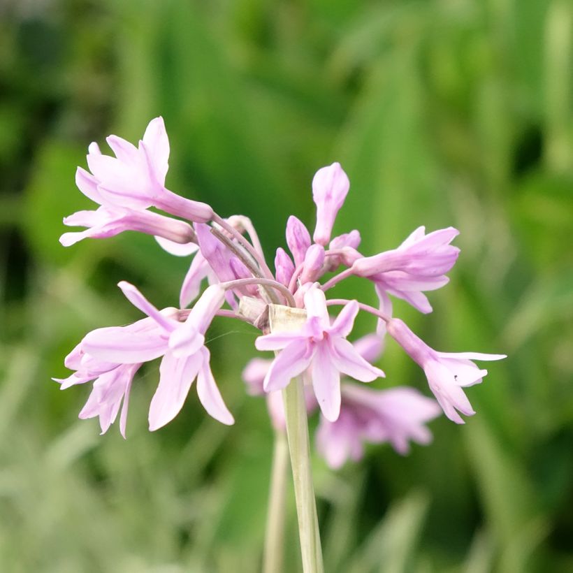 Tulbaghia violacea Silver Lace (Fioritura)