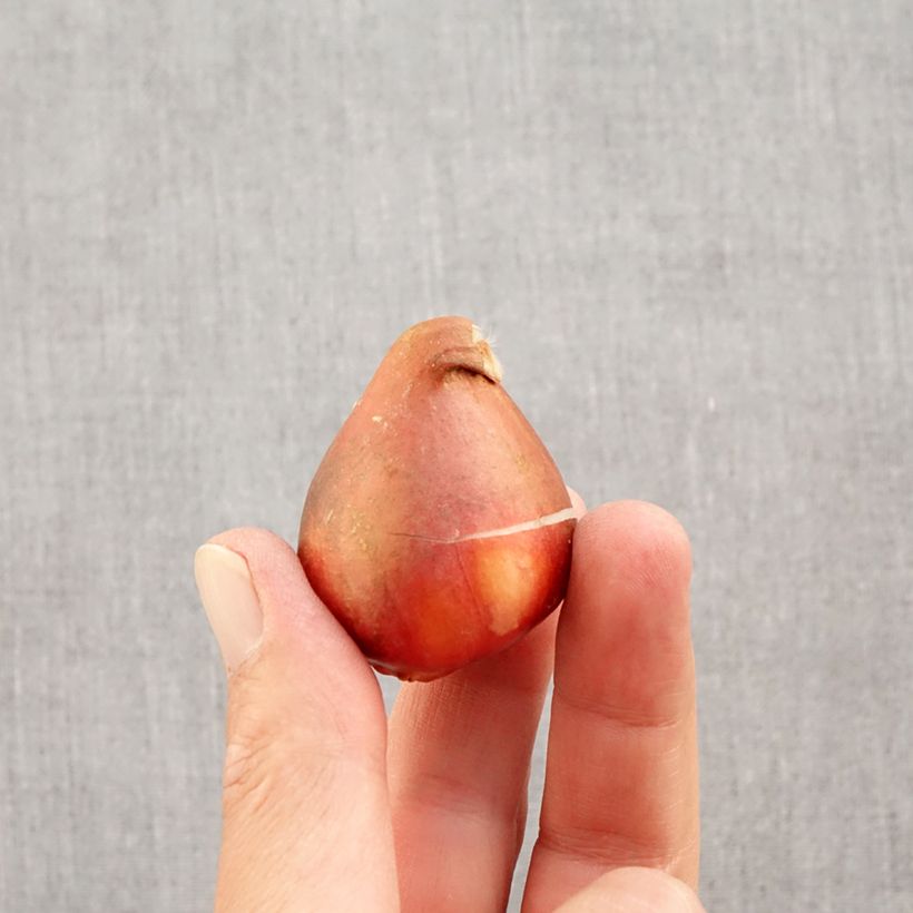 Esemplare di Tulipano Darwin Golden Apeldoorn Bulbo taglia 12+ come consegnato in autunno