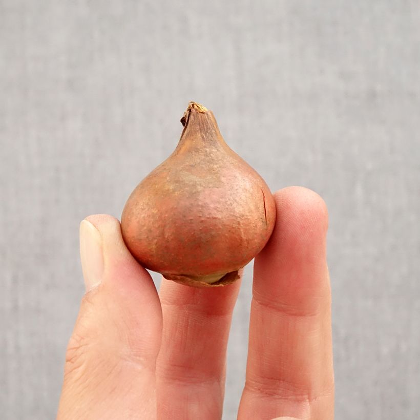 Esemplare di Tulipano sfrangiato Queensland Bulbo taglia 12 come consegnato in autunno