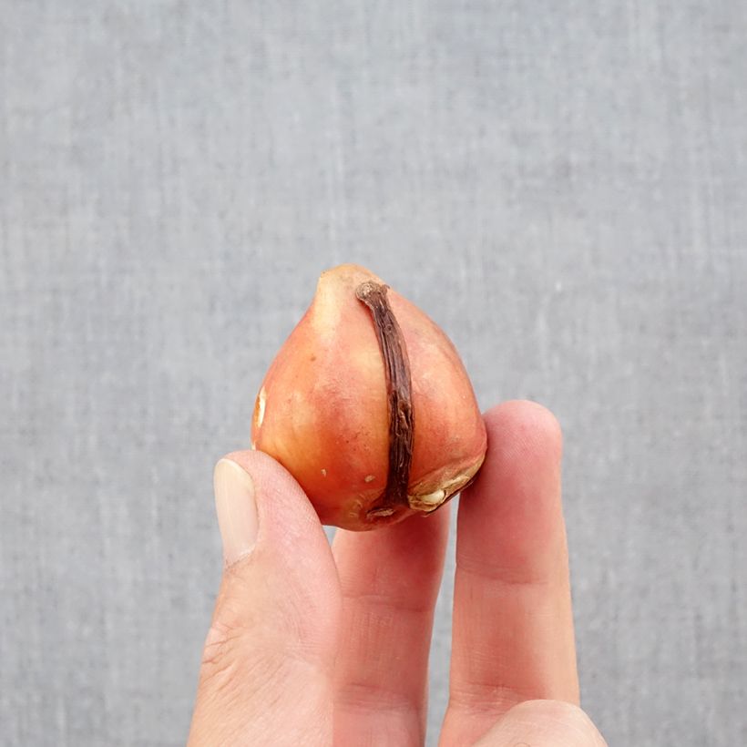 Esemplare di Tulipano Aquilla Bulbo taglia 12+ come consegnato in autunno