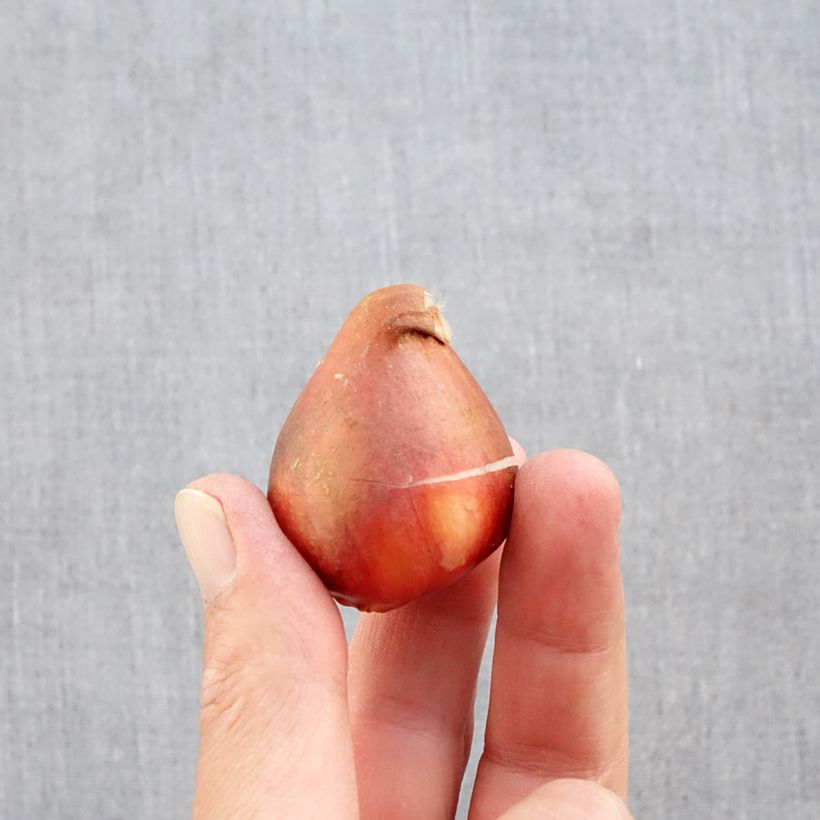 Esemplare di Tulipano Foxtrot Bulbo taglia 12+ come consegnato in autunno