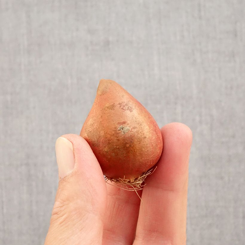 Esemplare di Tulipano Doppio Precoce Yellow Margarita Bulbo taglia 11+ come consegnato in autunno