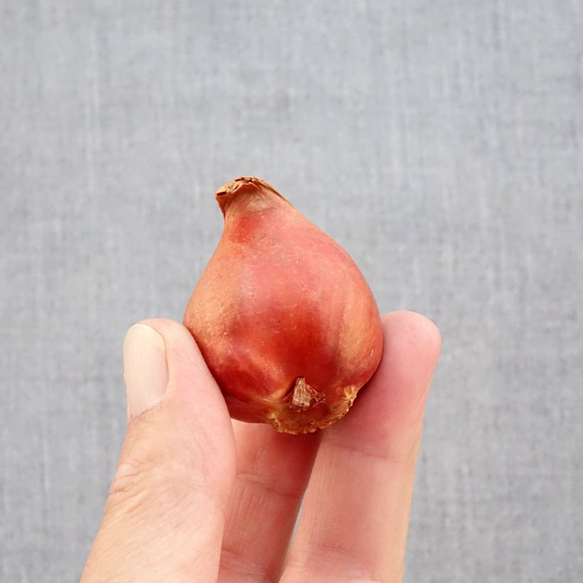 Esemplare di Tulipano Black Héro Bulbo taglia 11+ come consegnato in autunno