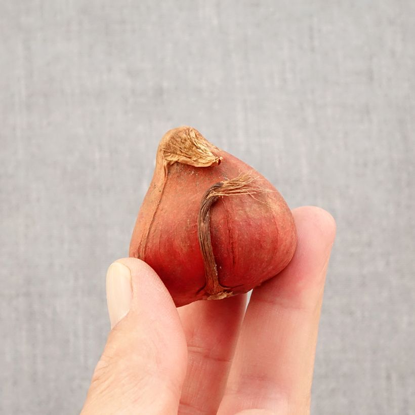 Esemplare di Tulipano Doppio Tardivoe Bonanza Bulbo taglia 11+ come consegnato in autunno