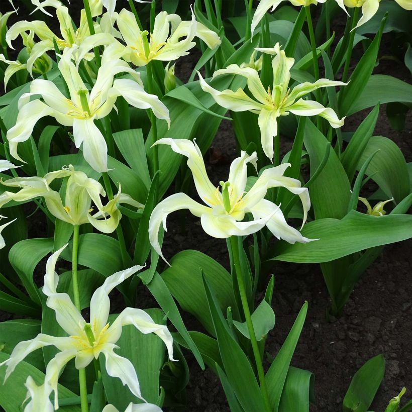 Tulipano Giglio Green Dance (Fioritura)