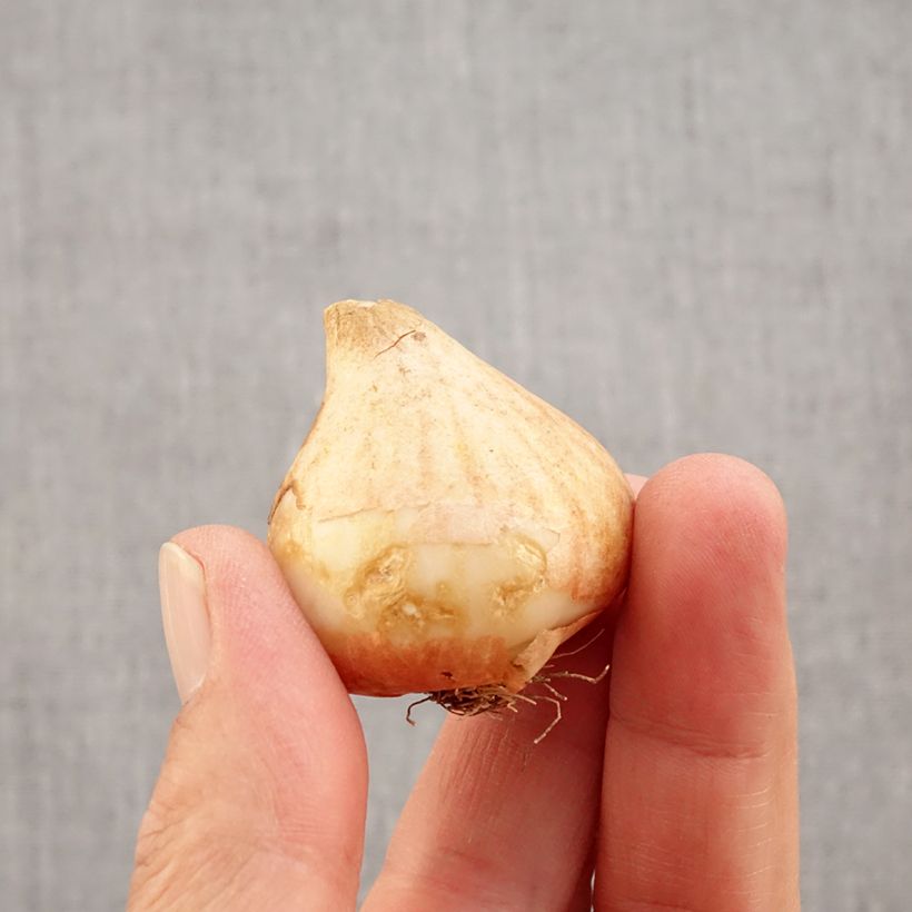 Esemplare di Tulipano Giglio Royal Charm Bulbo taglia 11+ come consegnato in autunno