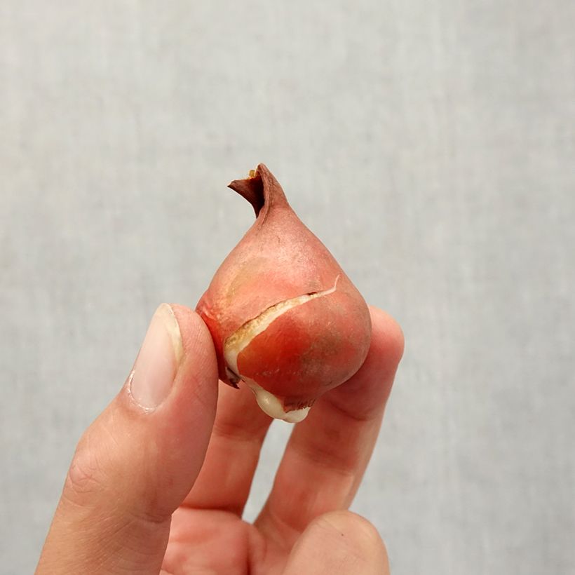 Esemplare di Tulipe fosteriana Partitura Bulbo taglia 11+ come consegnato in autunno