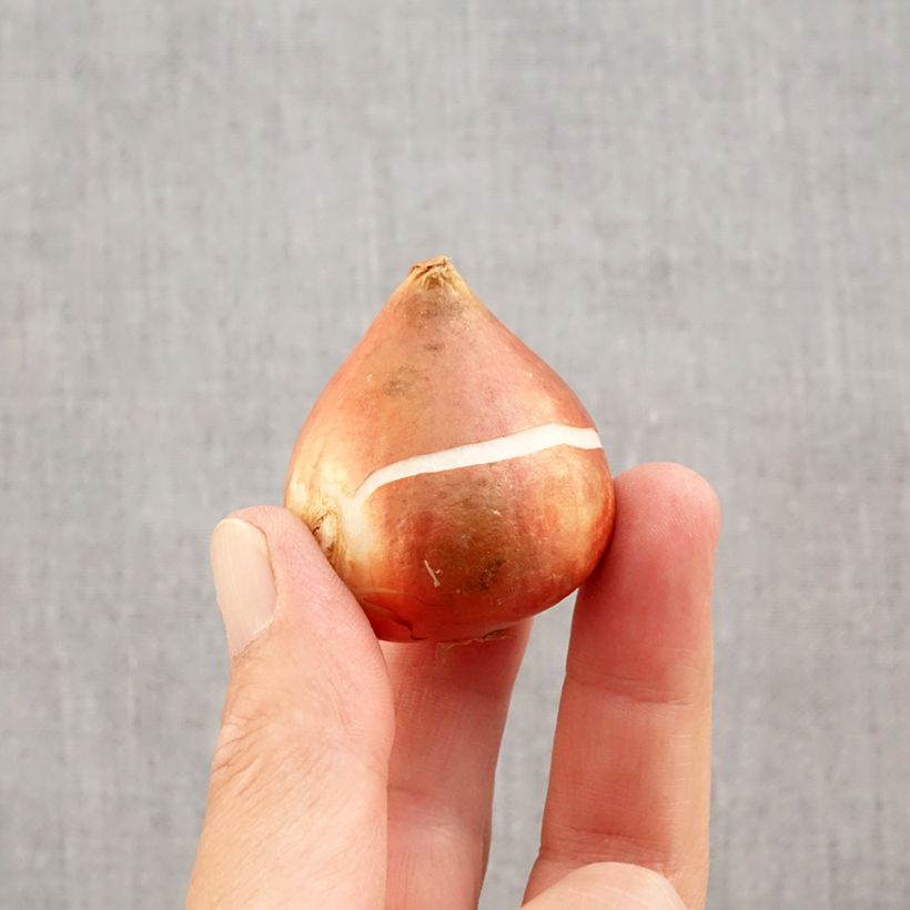 Esemplare di Tulipano Fosteriana Yellow Empress Bulbo taglia 11/12 come consegnato in autunno