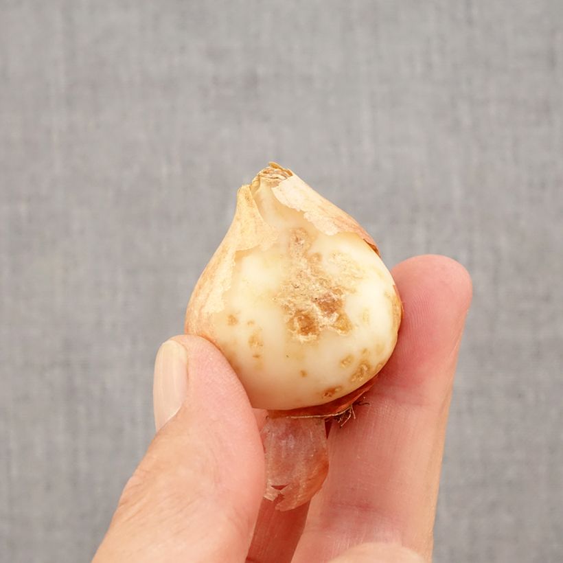 Esemplare di Tulipano kaufmanniana Hope Bulbo taglia 11+ come consegnato in autunno