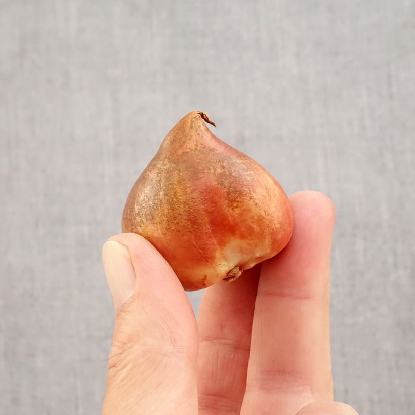 Esemplare di Tulipano Pappagallo Crème Lizzard Bulbo taglia 12 come consegnato in autunno