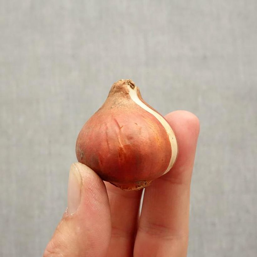 Esemplare di Tulipano Pappagallo Principe Pappagallo come consegnato in autunno