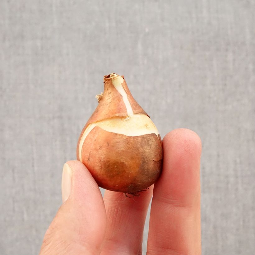 Esemplare di Tulipano semplice precoce Christmas Carol Bulbo taglia 11+ come consegnato in autunno