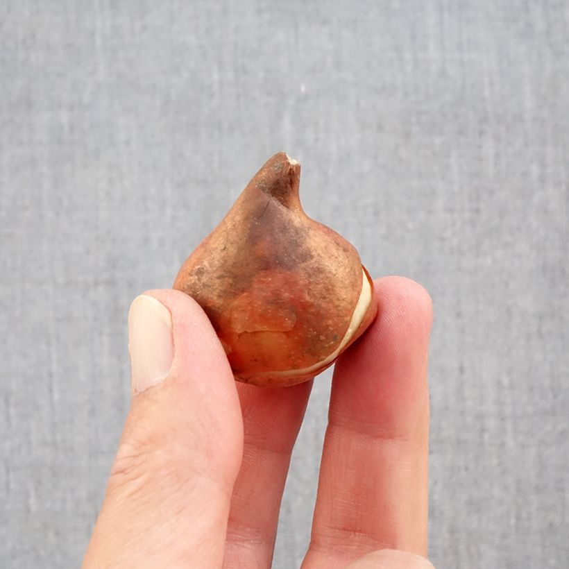 Esemplare di Tulipano semplice precoce Paradiso Bulbo taglia 11+ come consegnato in autunno