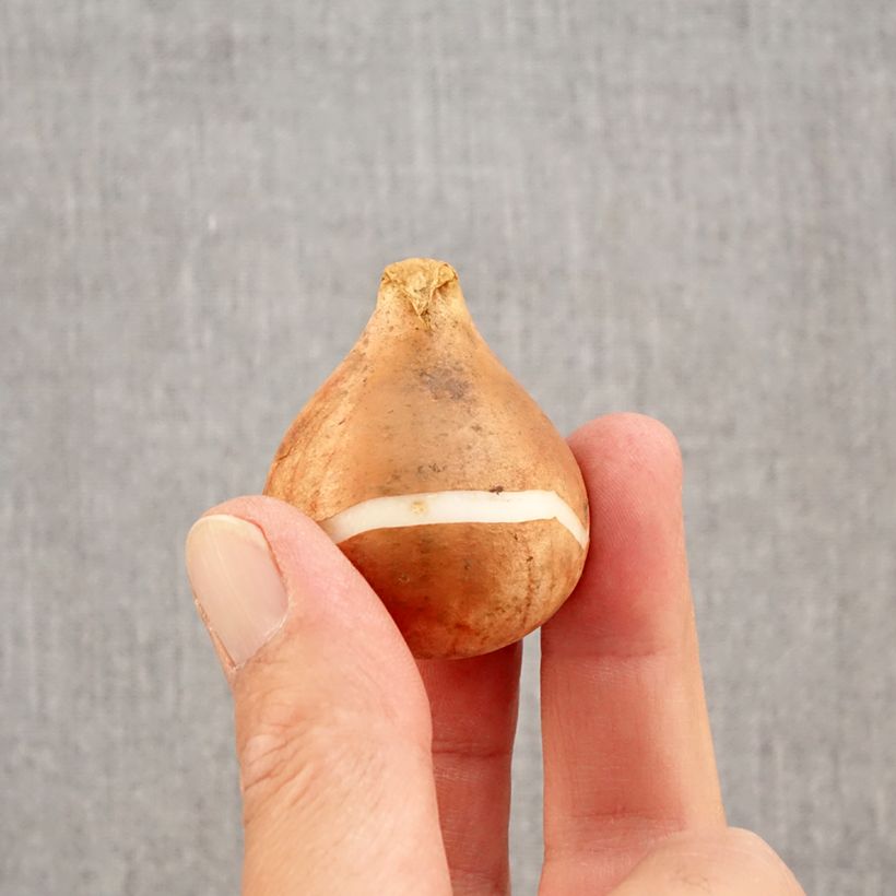 Esemplare di Tulipano Reine de la Nuit Bulbo taglia 12+ come consegnato in autunno