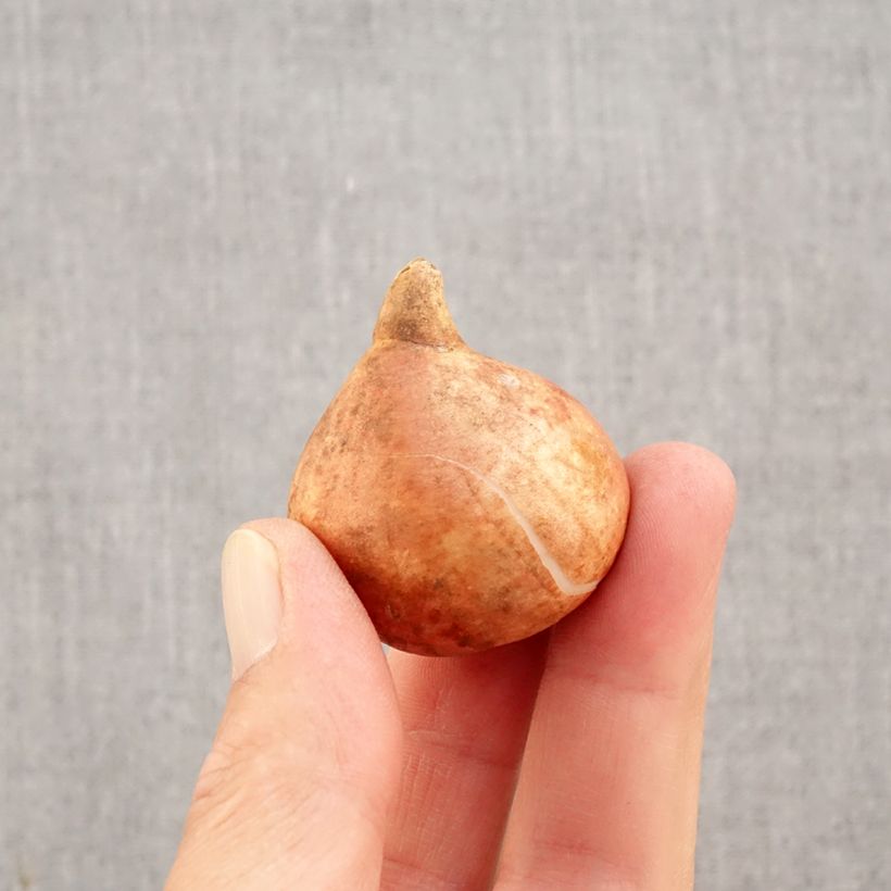 Esemplare di Tulipano Coronet Crown Bulbo taglia 11+ come consegnato in autunno