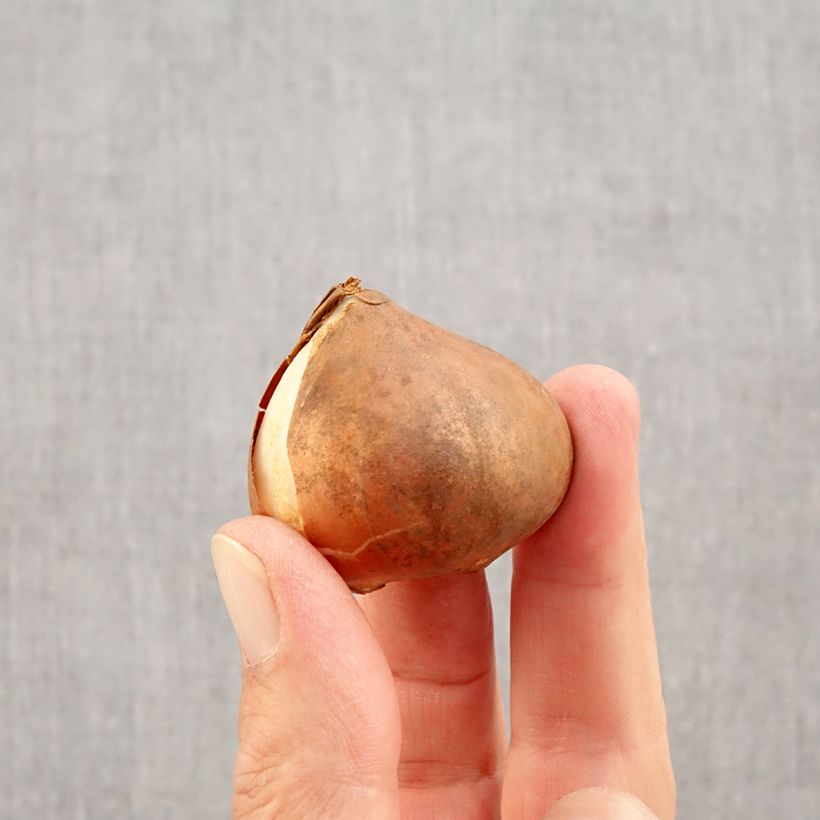 Esemplare di Tulipano Trionfo Apricot Favourite Bulbo taglia 11+ come consegnato in autunno