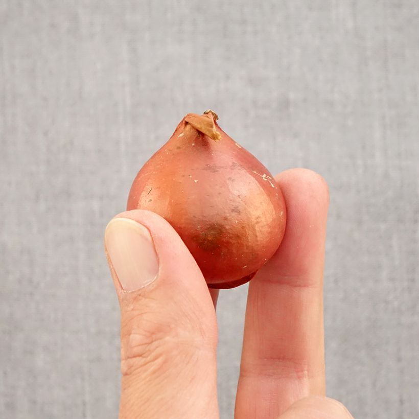 Esemplare di Tulipano Trionfo Apricot Foxx Bulbo taglia 12 come consegnato in autunno