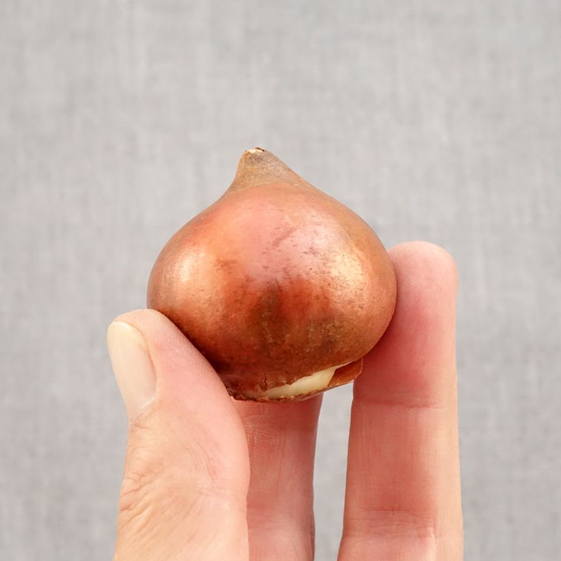 Esemplare di Tulipano Trionfo Black Charm Bulbo taglia 12 come consegnato in autunno