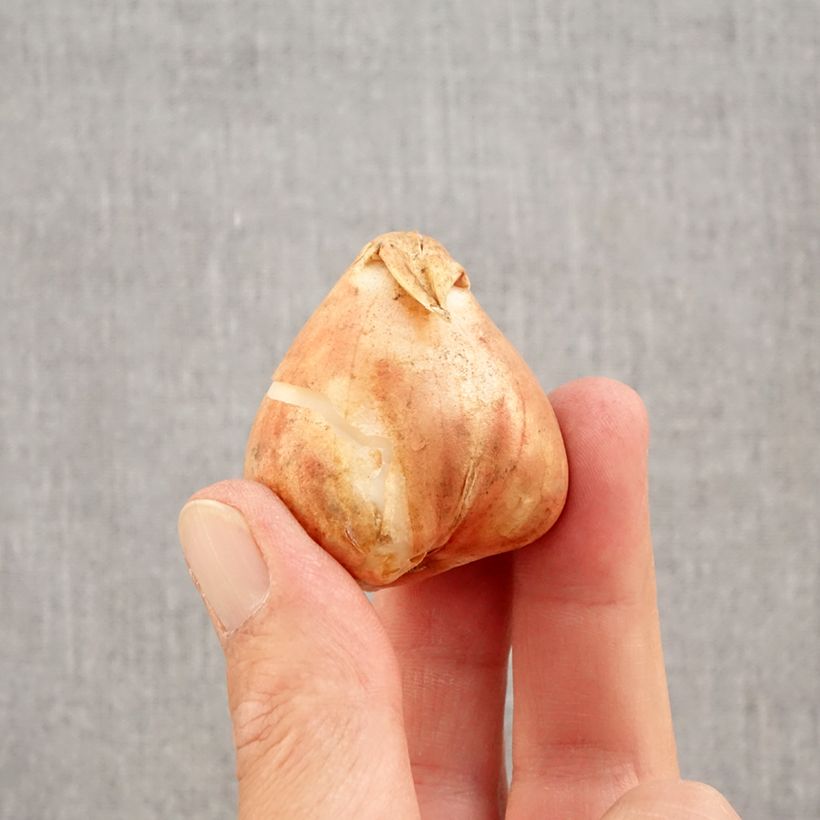 Esemplare di Tulipano Trionfo Boston Bulbo taglia 12+ come consegnato in autunno