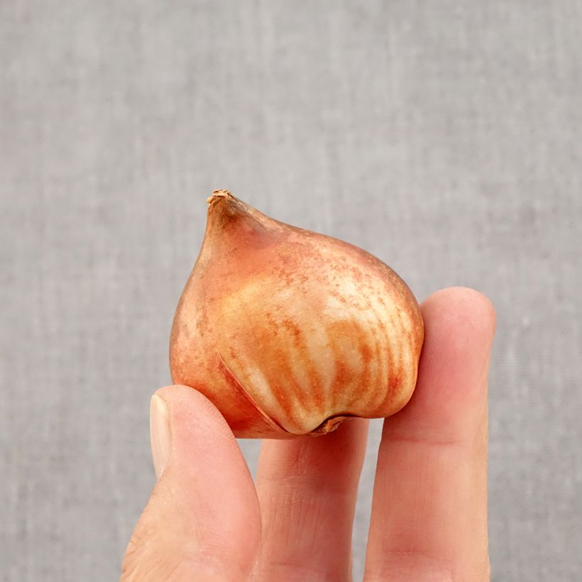 Esemplare di Tulipano Trionfo Bright Pink Lady Bulbo taglia 12 come consegnato in autunno