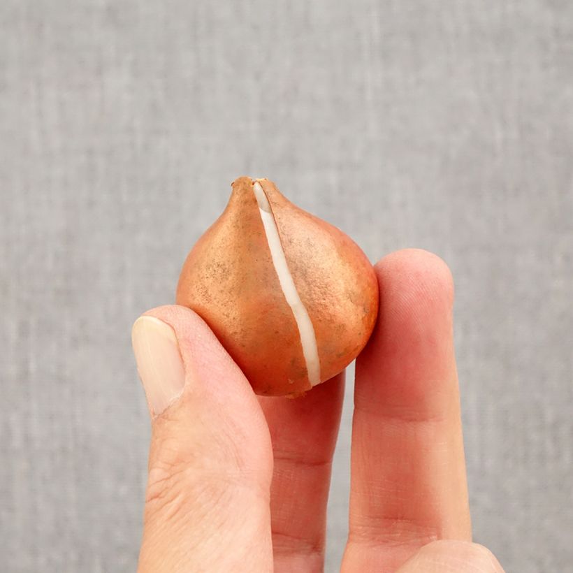 Esemplare di Tulipano Trionfo Flaming Flag Bulbo taglia 11+ come consegnato in autunno