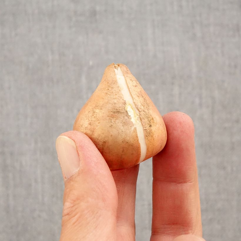 Esemplare di Tulipano Trionfo Happy Generation Bulbo taglia 11/12 come consegnato in autunno