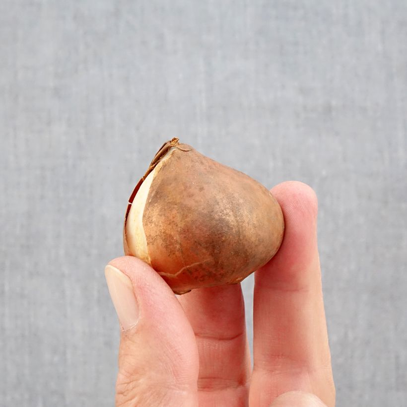 Esemplare di Tulipano Trionfo Kyoko Takahashi Bulbo taglia 11/12 come consegnato in autunno