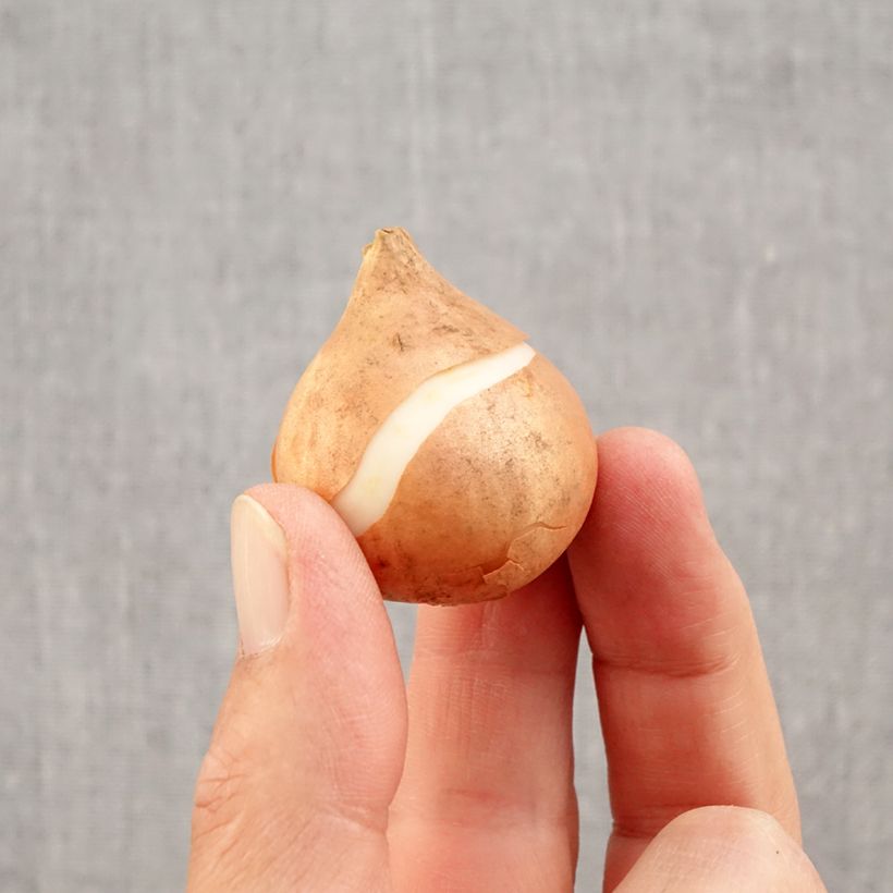 Esemplare di Tulipano Trionfo Mistress Bulbo taglia 11/12 come consegnato in autunno