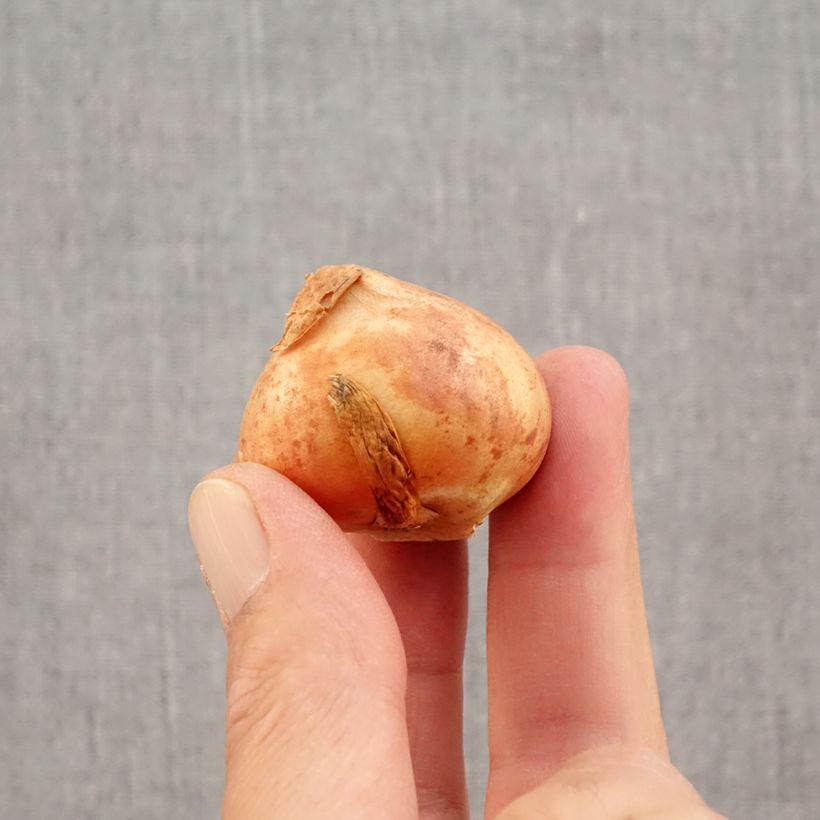 Esemplare di Tulipano Viridiflora Doll's Minuet Bulbo taglia 11+ come consegnato in autunno