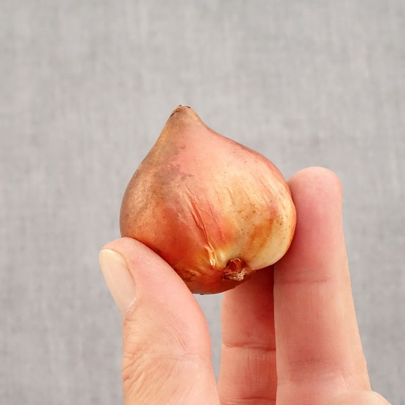 Esemplare di Tulipano Doppio Precoce Mix Bulbo taglia 10+ come consegnato in autunno