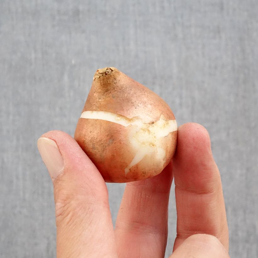 Esemplare di Tulipano Doppio Tardivo Mix Bulbo taglia 12+ come consegnato in autunno