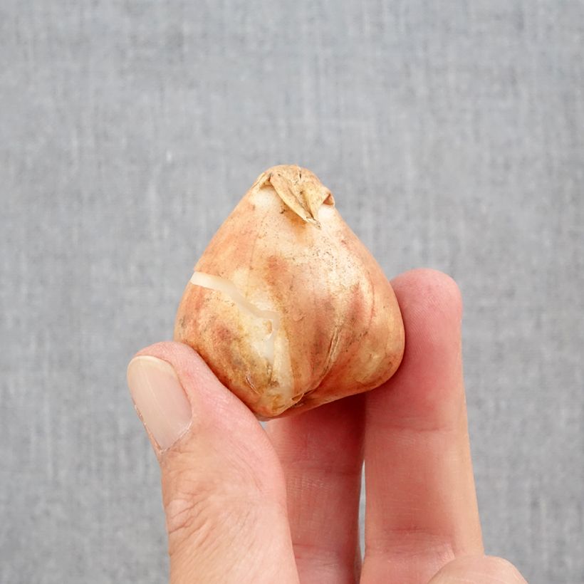 Esemplare di Tulipano Pappagallo Mix Bulbo taglia 12+ come consegnato in autunno