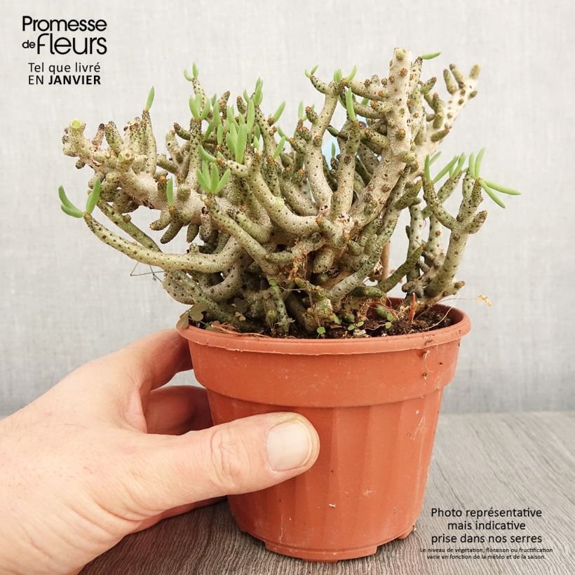 Tylecodon bucholzianus Vaso da Ø 12 cm / 13 cm esemplare consegnato in inverno