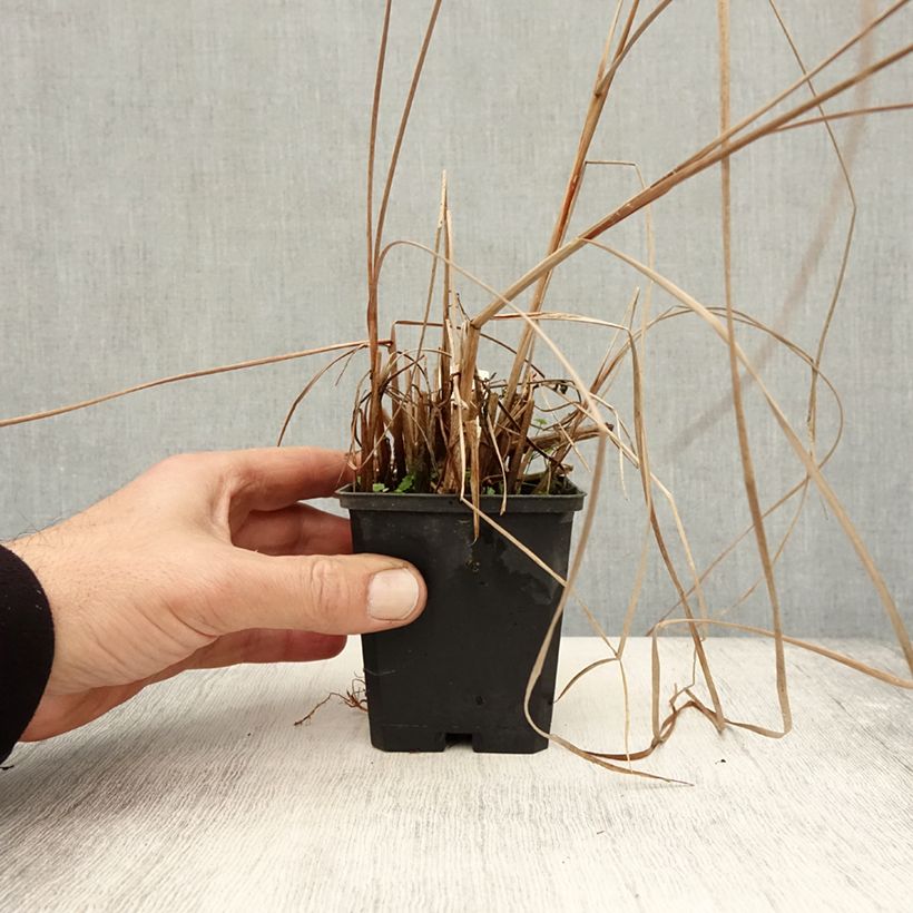 Esemplare di Typha angustifolia - Lisca a foglie strette Vasetto da 8/9 cm come consegnato in autunno