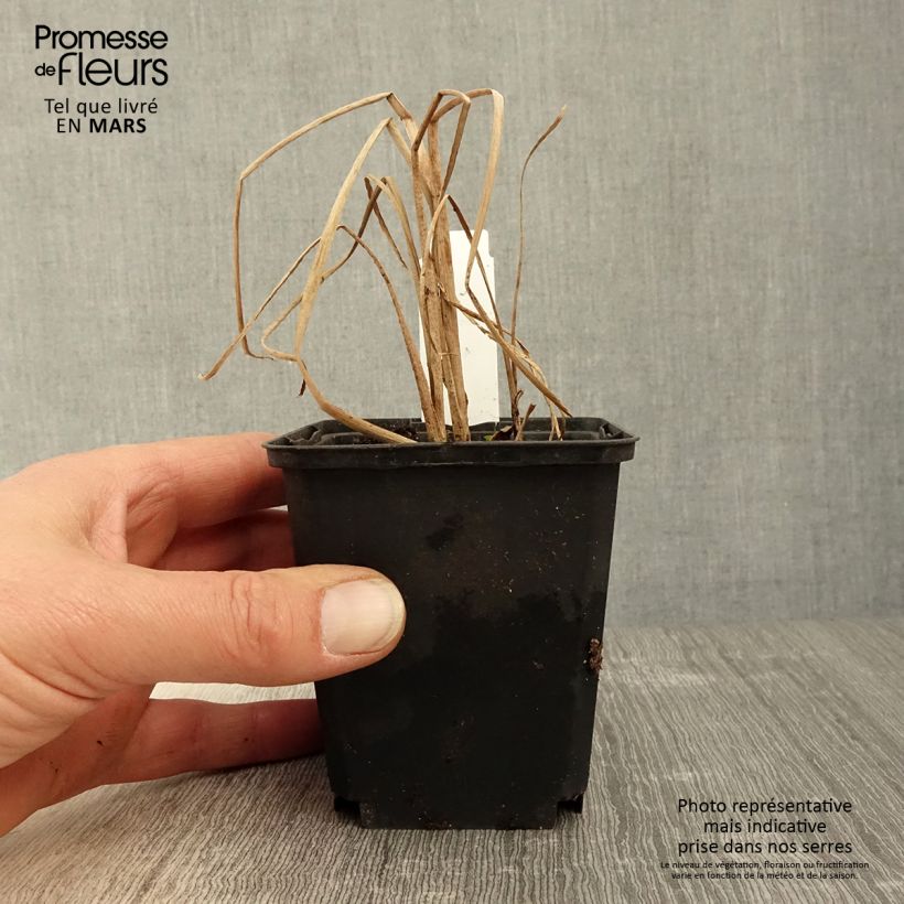 Typha angustifolia - Lisca a foglie strette Vasetto da 8/9 cm esemplare consegnato in primavera