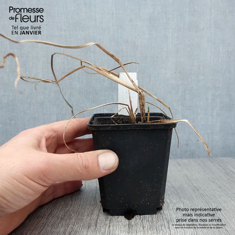 Typha angustifolia - Lisca a foglie strette Vasetto da 8/9 cm esemplare consegnato in inverno