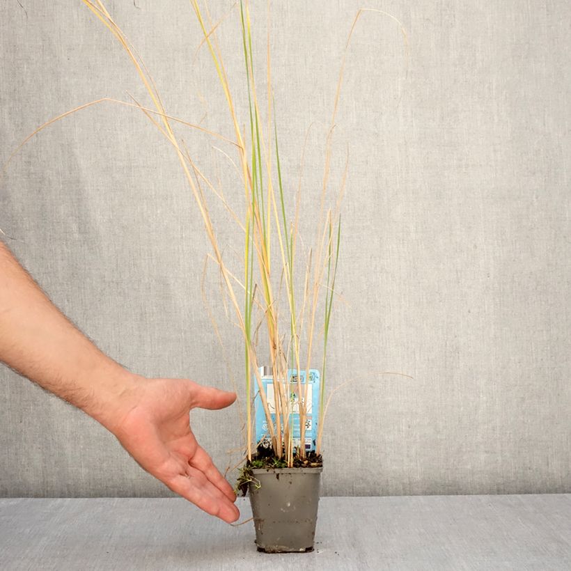 Esemplare di Typha laxmannii - Lisca di Laxmann Vasetto da 8/9 cm come consegnato in autunno