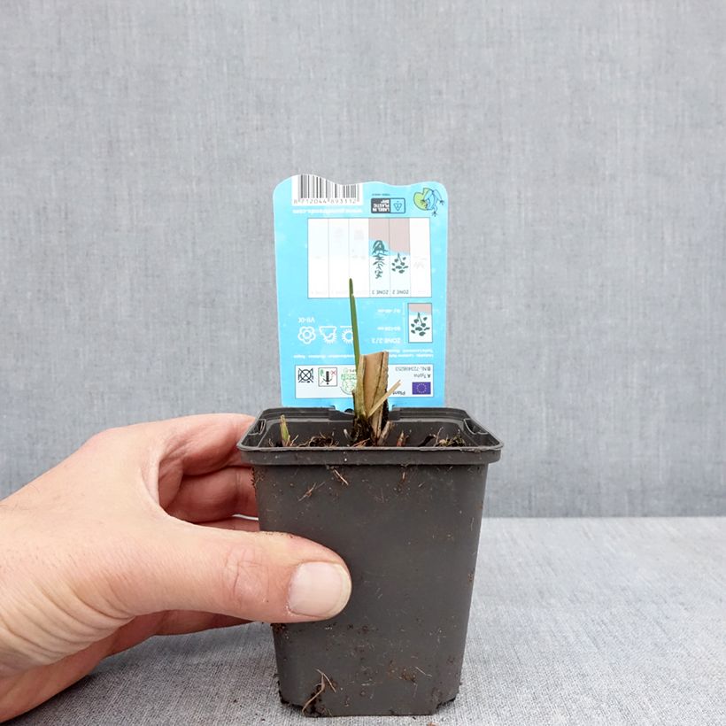 Typha laxmannii - Lisca di Laxmann Vasetto da 8/9 cm esemplare consegnato in primavera