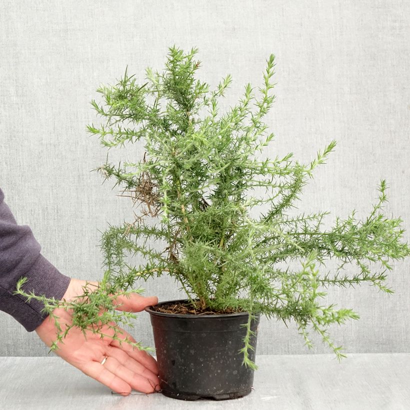 Esemplare di Ulex europaeus - Ginestrone Vaso da 1L/1,5L come consegnato in autunno