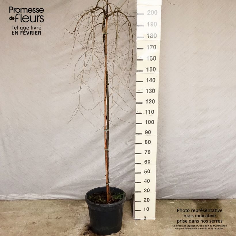 Ulmus carpinifolia Pendula - Olmo piangente Vaso da 30L/35L esemplare consegnato in inverno