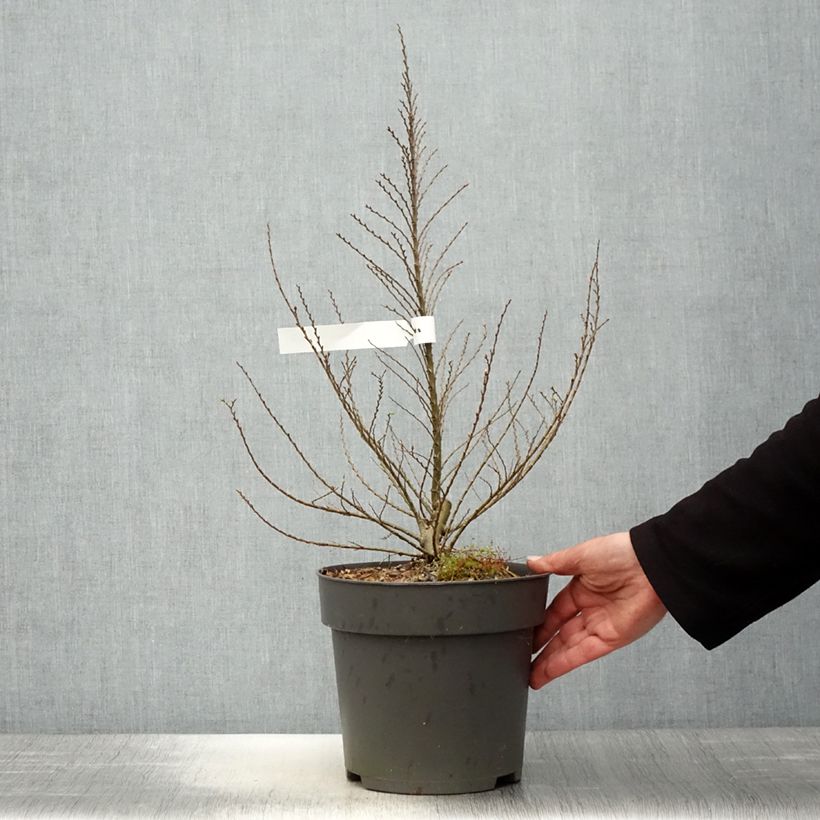 Ulmus hollandica Jacqueline Hillier - Olmo nano Vaso da 4L/5L, A cespuglio esemplare consegnato in primavera