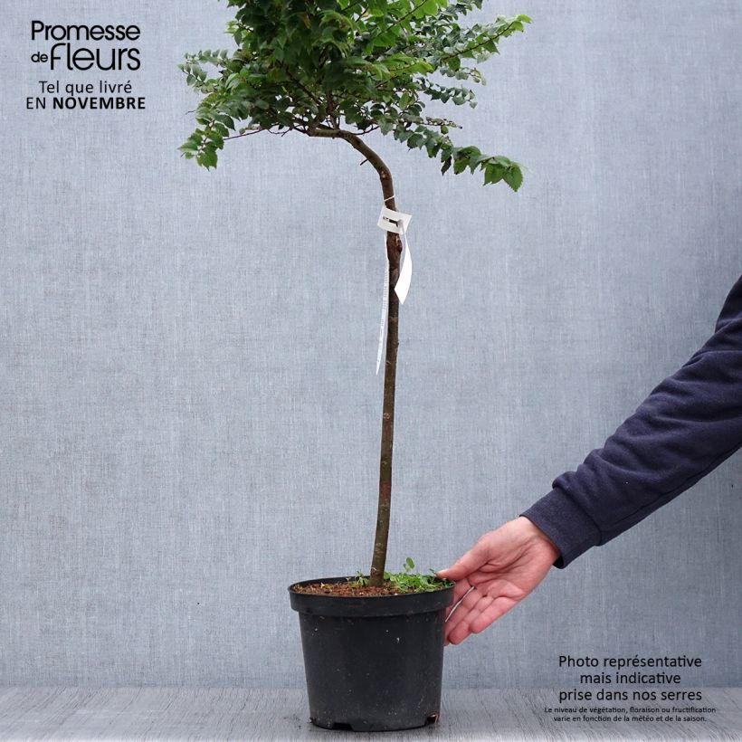 Esemplare di Ulmus hollandica Jacqueline Hillier - Olmo nano Vaso da 4L/5L come consegnato in autunno