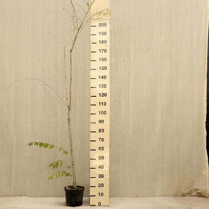 Esemplare di Ulmus minor Argenteovariegata - Olmo comune Vaso da 4L/5L come consegnato in autunno