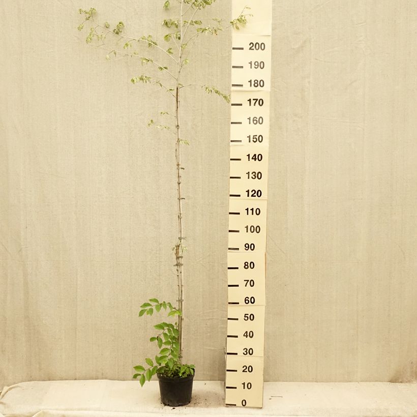 Esemplare di Ulmus minor Argenteovariegata - Olmo comune Vaso da 4L/5L, Vaso impalcato consegnato in estate