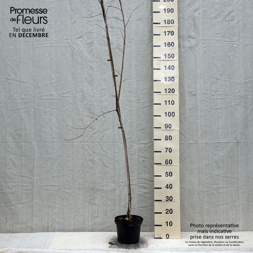 Ulmus minor Argenteovariegata - Olmo comune Vaso da 4L/5L esemplare consegnato in inverno