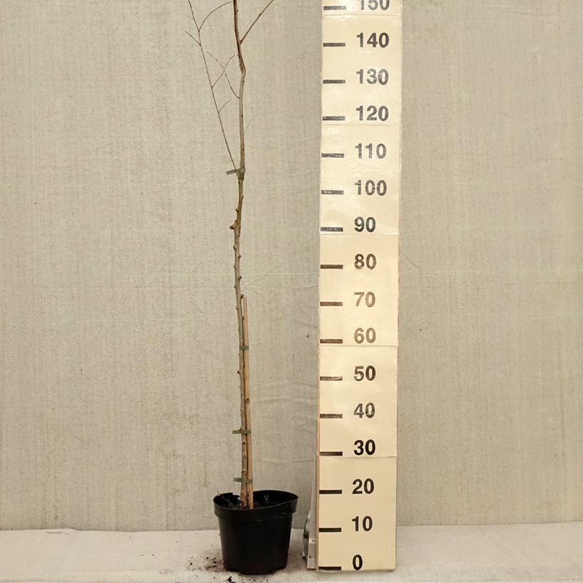 Ulmus minor Argenteovariegata - Olmo comune Vaso da 4L/5L, Vaso impalcato esemplare consegnato in primavera