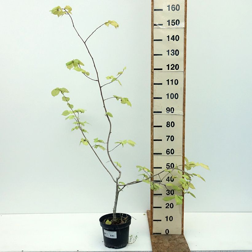 Esemplare di Ulmus minor Louis van Houtte - Olmo comune Vaso da 7,5L/10L consegnato in estate